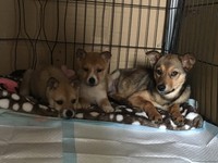 保健所から引き出されると、次第に他の保護犬たちとも打ち解けて表情がやさしくなった