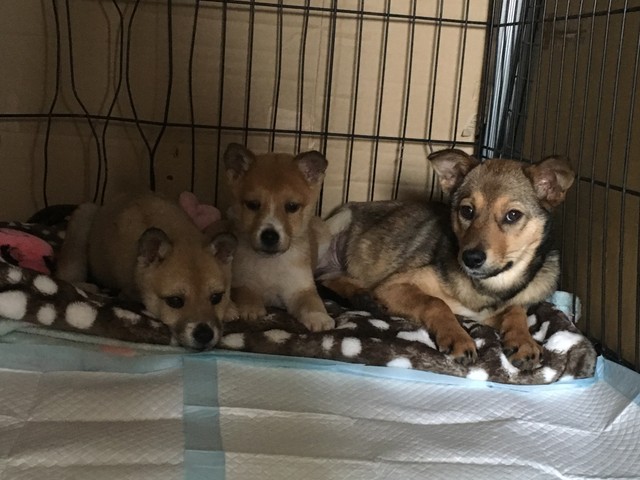 保健所から引き出されると、次第に他の保護犬たちとも打ち解けて表情がやさしくなった