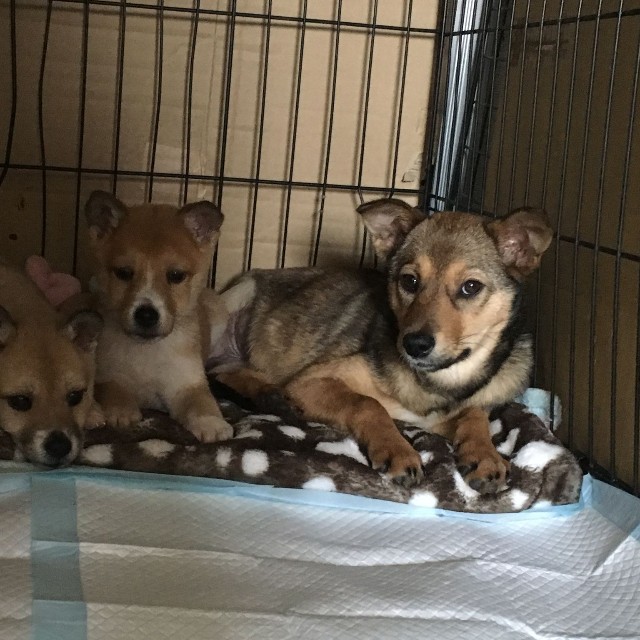 保健所から引き出されると、次第に他の保護犬たちとも打ち解けて表情がやさしくなった