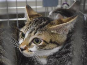 新宿の百貨店で保護猫の譲渡会　２日間で300匹紹介