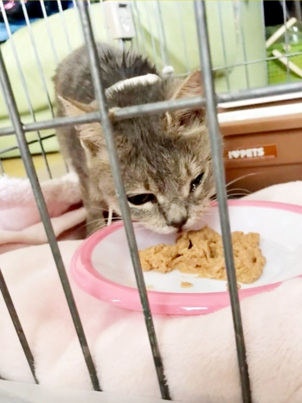 ご飯を食べる翠ちゃん（画像提供：@rhdrw.anさん）