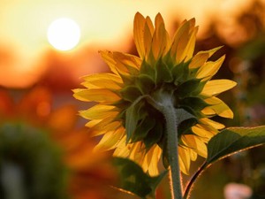 大丈夫？の答えは大丈夫一択。一人で生きていけそうと言われて育った