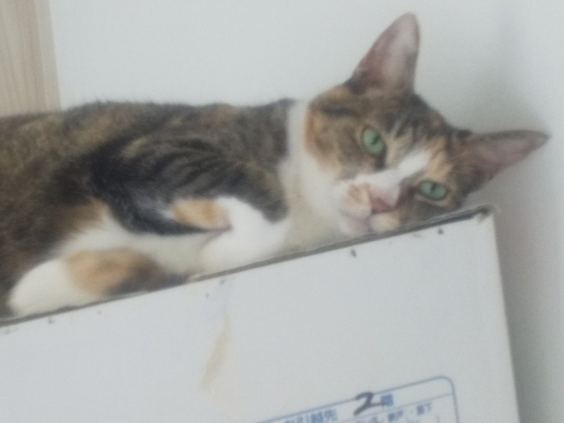 箱の「中」でなければ「上」（笑）。収めどころが見つからず、放置されている箱の上がお気に入り