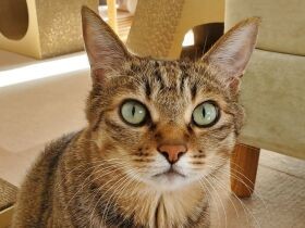 キジトラ「レオ」の強烈な猫パンチが目覚まし時計!?　朝寝坊がなくなりました