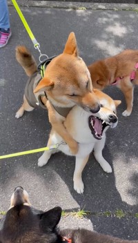 ペロペロの後、ヤマトくんが会長くんにタックル！ワンプロが始まったため、会長くんの「拒否柴」は無事解除されたそうです（画像提供：会長さん）