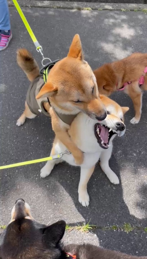 ペロペロの後、ヤマトくんが会長くんにタックル！ワンプロが始まったため、会長くんの「拒否柴」は無事解除されたそうです（画像提供：会長さん）