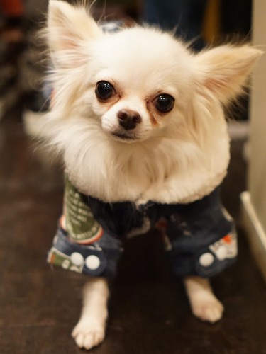 「飼い主さん自身が手放さなくても、飼い主が亡くなったり施設等に入所後、親戚が捨てるケースもあるそう…犬は心細いですね」