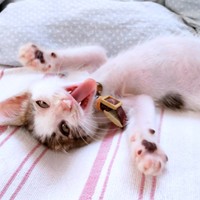 子猫時代、へそ天になってくつろぐあずきくん（画像提供：バニラさん）