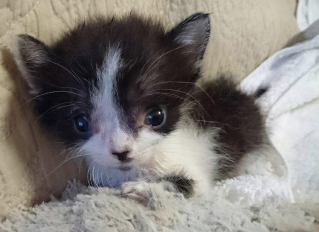 親猫に育児放棄されていた