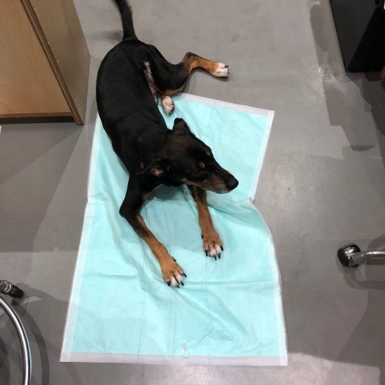 トイレシーツは相変わらずマット？