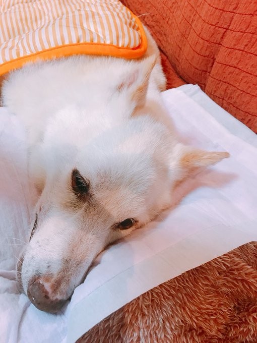亡くなる数日前の様子
