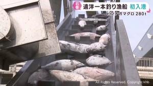 遠洋一本釣り漁船ビンナガマグロ水揚げ　宮城・石巻漁港