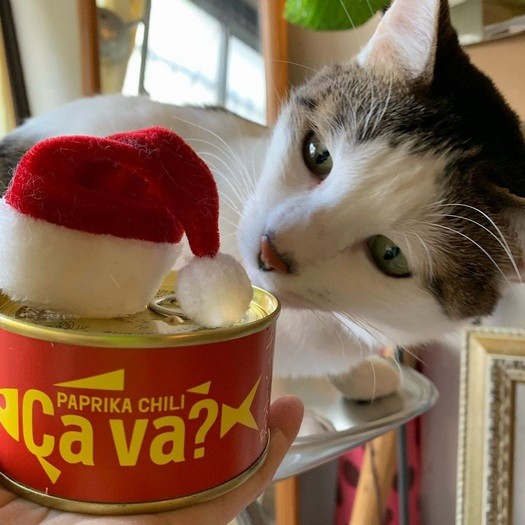 「これは誰のサバ缶かなあ」食いしん坊ヨルくん