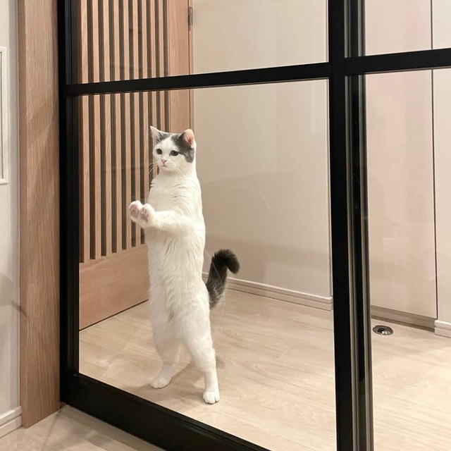 これぞ本物の直立不動＝立ち耳スコのフクさん（@fukuneko_47）提供