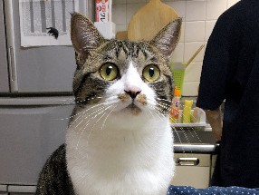 生まれてすぐ捨てられていた猫の「きゅう」、お風呂が大好き