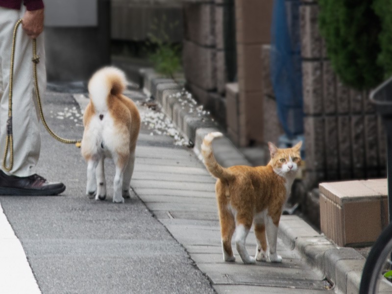 「僕は本当は柴犬なんだ」（小林写函撮影）