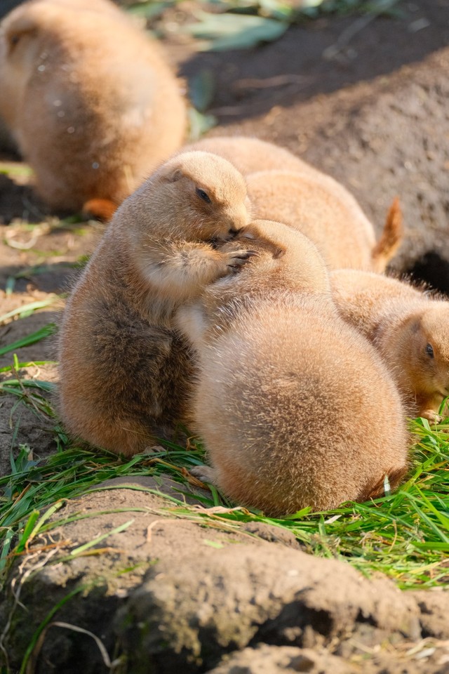 ハグしながらキスするプレイリードッグ（提供：プレーリードッグカメラマンさん）