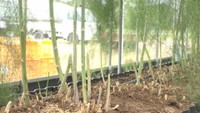 水を確保するのに苦労する農家 のぐふぁーむ(高松市川部町)