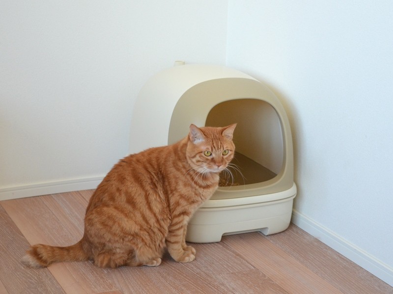 山本先生の３匹の猫たちも二層式のシステムトイレをご愛用