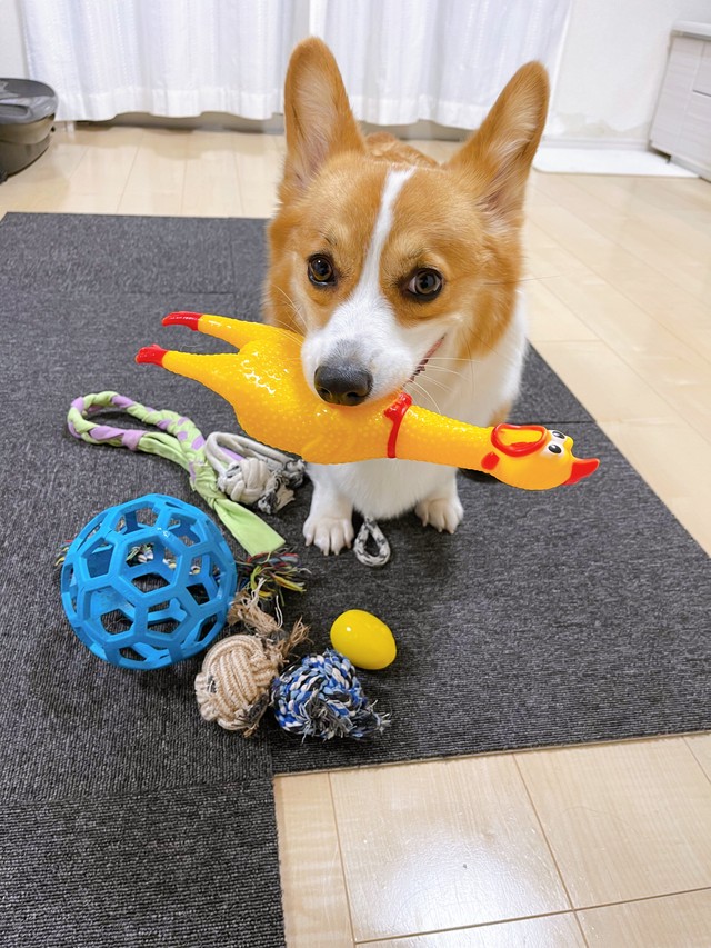 おもちゃをくわえて飼い主さんを見つめるニックくん（画像提供：紫月さん）