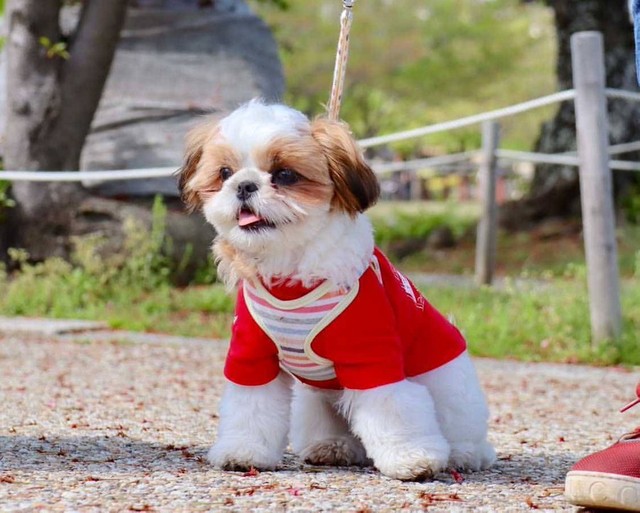 スタンダードなカットはこんな感じ＝シーズーのまるとおまめとこいもさん（@maruomamekoimo）提供

