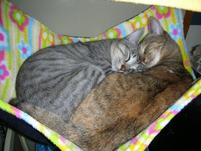 寄り添い合うひこくんとちゃーこちゃん