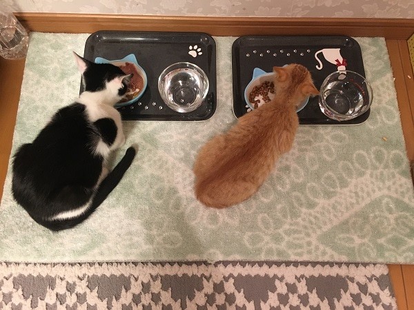 仲良く並んでご飯