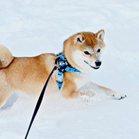 雪の中を楽しそうに走るムギちゃん（画像提供：柴犬ムギさん）