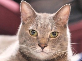 カメラをみつめてキリッ　妹猫と仲良しのミックス猫「なつ」