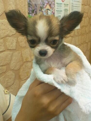 家にきたころの「サク」