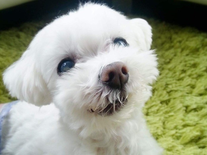 犬のガンはまだわかってないことも多いからこれからの獣医療に役立ててほしいと、旅立ち後に剖検をお願いしたそうです。ママの思いが繫がりますように（提供写真）