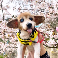 満開の桜とともに記念撮影するひめちゃん（画像提供：ひめたそ 17歳ミックス犬さん）