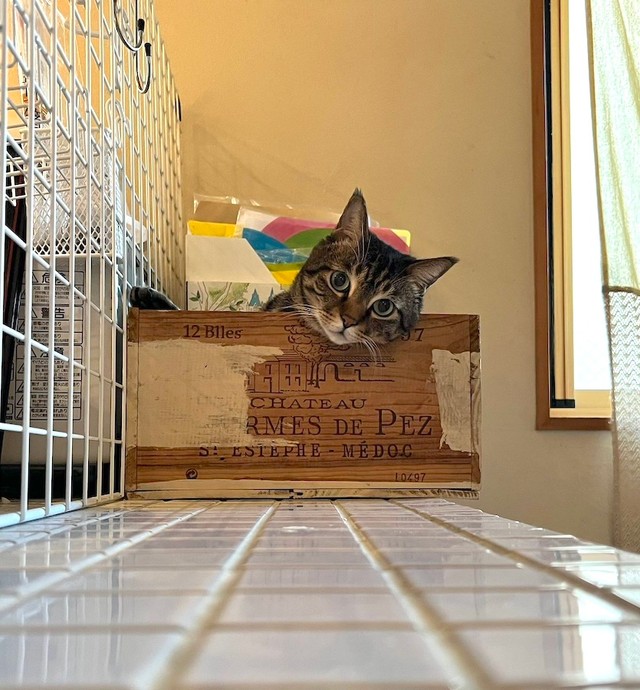 ダイエットがんばってね、まろくん（画像提供：宗方脩さん）