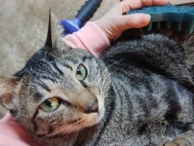 春だ、抜け毛だ　「ブラッシングは気持ちいい」と知った若い猫