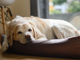 うちの老犬が寝てくれない！　認知症、脳腫瘍？睡眠からわかる健康とその対処法