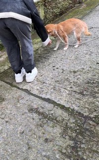 娘さんが帰ってしまう！寂しがり発動のひまわりちゃん（「柴桜 三朗太」さん提供、Xよりキャプチャ撮影）