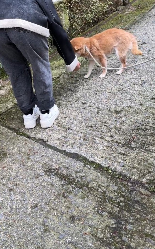 娘さんが帰ってしまう！寂しがり発動のひまわりちゃん（「柴桜 三朗太」さん提供、Xよりキャプチャ撮影）