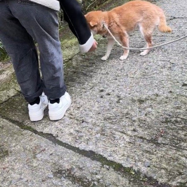 娘さんが帰ってしまう！寂しがり発動のひまわりちゃん（「柴桜 三朗太」さん提供、Xよりキャプチャ撮影）