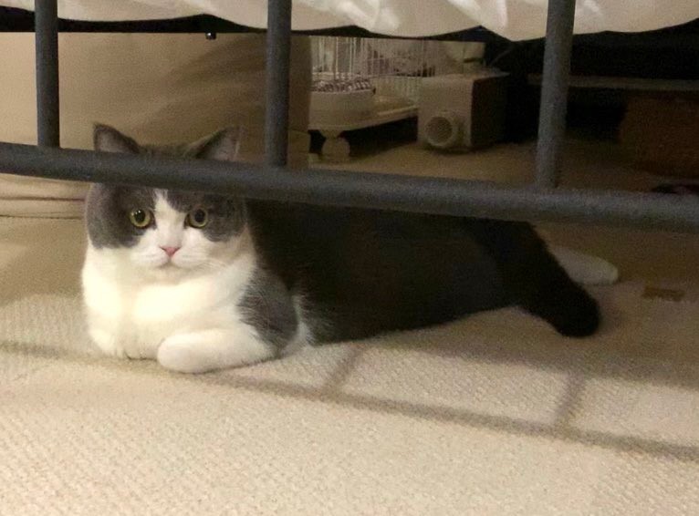 ハチワレちゃんと見てる」尻尾ふりふり、テレビを見つめる猫さんに