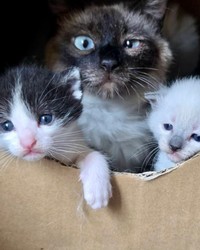 子猫たちは、出産用の段ボール小屋からちょいちょい顔を出すようになりました。