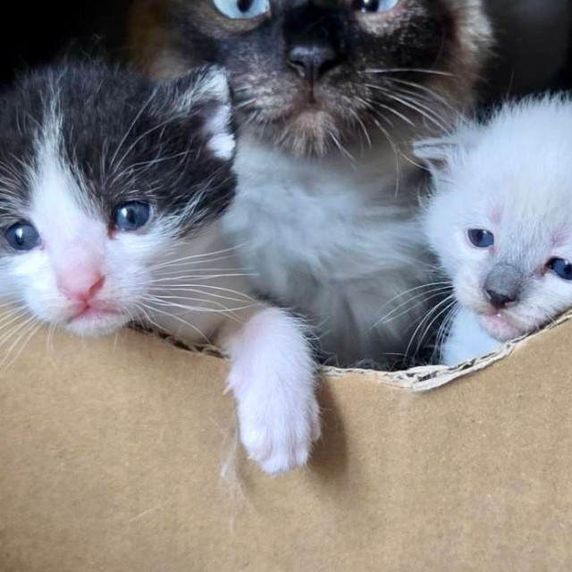 子猫たちは、出産用の段ボール小屋からちょいちょい顔を出すようになりました。