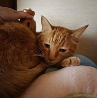 おうちで猫チャンひとりひとりにお灸をしていると、「早くやってくれー」と催促する猫チャンまで現れたそうです。