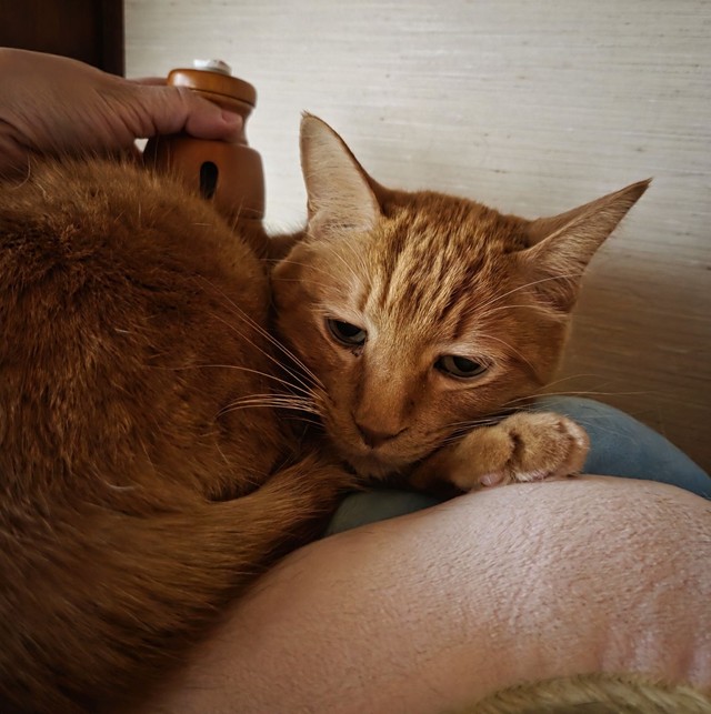 おうちで猫チャンひとりひとりにお灸をしていると、「早くやってくれー」と催促する猫チャンまで現れたそうです。