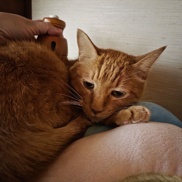 おうちで猫チャンひとりひとりにお灸をしていると、「早くやってくれー」と催促する猫チャンまで現れたそうです。