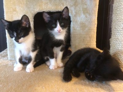 しろちゃんbaby's。左から、小麦ちゃん、琥珀くん、紫苑くん。3匹で追いかけっこをしたり、シャカシャカ棒を追いかけて走ったり飛んだり、元気に成長中