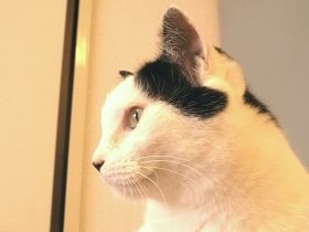 崩壊寸前に保護されたハチワレ猫　新しい飼い主を笑顔にした
