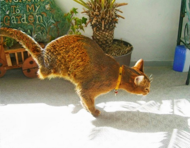 カンガルーのように前脚だけで素早く走る