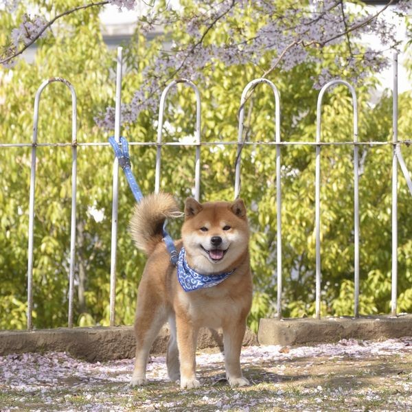 桜の花の前で　　(パイ インターナショナル）