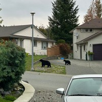 「まって学校行こうとして玄関あけたらクマいたwww」（根魚さん提供）