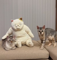 チャイちゃん、弟猫のしちべいくんと記念撮影？（飼い主さん提供、Instagramよりキャプチャ撮影）